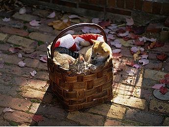 官方承诺优化《女神异闻录3:Reload》Switch2版帧率